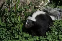 Streifenskunk (Mephitis mephitis) am 13.9.2010 im Zoo Toronto.
Hier passen die Eltern auf, dass die Kinder nicht die Tiere erschrecken.
Woanders ist es den mei�ten egal, was die Kinder so alles machen.