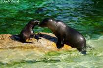 Kalifornischer Seel�we mit Junges.