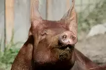 Tamworth am 13.9.2010 im Toronto Zoo.
