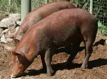 Tamworths am 13.9.2010 im Toronto Zoo. 

