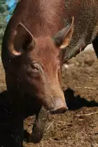 Tamworths am 13.9.2010 im Toronto Zoo. 