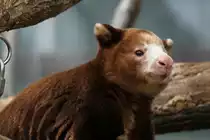 Matschie-Baumk�nguru (Dendrolagus matschiei) am 13.9.2010 im Zoo Toronto.