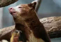 Matschie-Baumk�nguru (Dendrolagus matschiei) am 13.9.2010 im Zoo Toronto. 
