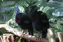 F�chertaube auch Victoria-Krontaube (Goura victoria) am 13.9.2010 im Zoo Toronto.