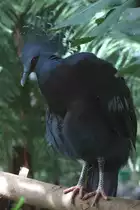 Victoria-Krontaube (Goura victoria) am 13.9.2010 im Zoo Toronto.