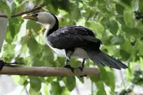 Kr�uselscharbe (Phalacrocorax melanoleucos) am 13.9.2010 im Zoo Toronto.