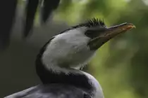 Kopf einer Kr�uselscharbe (Phalacrocorax melanoleucos) am 13.9.2010 im Zoo Toronto.
