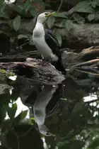 Kr�uselscharbe (Phalacrocorax melanoleucos) am 13.9.2010 im Zoo Toronto.
