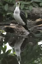 Kr�uselscharbe (Phalacrocorax melanoleucos) am 13.9.2010 im Zoo Toronto.