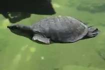 Papua-Weichschildkr�te (Carettochelys insculpta) am 13.9.2010 im Zoo Toronto.