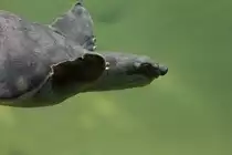 Kopf einer Papua-Weichschildkr�te (Carettochelys insculpta) am 13.9.2010 im Zoo Toronto.