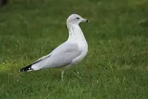 Die allgegenw�rtige Ringschnabelm�we (Larus delawarensis) auf einem Spaziergang im K�ngurugehege. Zoo Toronto am 13.9.2010.