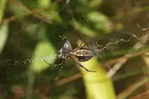 Gold-Wespenspinne (Argiope aurantia) am 13.9.2010 auf dem Gel�nde des Torontoer Zoos. Bei dieser Spinne kann es bei einem Biss zu R�tungen und Hautschwellungen kommen. Die in Deutschland lebende Wespenspinne ist hingegen harmlos, da die Bei�werkzeuge nur durch sehr d�nne Haut durchkommen.