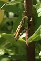 Two-striped Grasshopper (Melanoplus bivittatus) am 13.9.2010 auf dem Gel�nde des Toronoter Zoos.