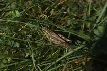 Rotbeiniger Grash�pfer (Melanoplus femur-rubrum) am 13.9.2010 auf dem Gel�nde des Torontoer Zoos.