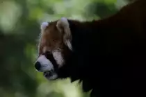 Kopf eines �stlichen Kleinen Pandas am 13.9.2010 im Zoo Toronto.
