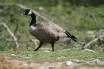 Todds Kanadagans (Branta canadensis interior) als Gast im Zoo Toronto, 13.9.2010.