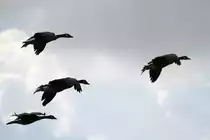 Todds Kanadag�nse (Branta canadensis interior) im Formationsflug. Zoo Toronto am 13.9.2010.