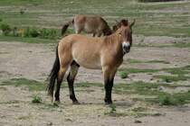 Przewalski-Pferd (Equus ferus przewalskii) am 13.9.2010 im Zoo Toronto.