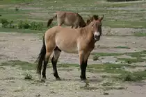 Przewalski-Pferd (Equus ferus przewalskii) am 13.9.2010 im Zoo Toronto.