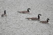 Warten auf besseres Wetter. Todds Kanadagnse (Branta canadensis interior) beim Schwimmen im Gewitterregen. Zoo Toronto am 13.9.2010.