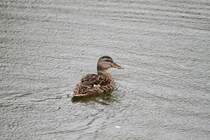 Auch in Nordamerika zu sehen, eine Stockente (Anas platyrhynchos) am 13.9.2010 im Zoo Toronto.