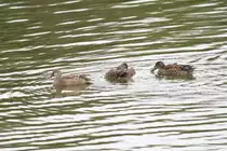 Eine Gruppe Blaufl�gelenten (Anas discors) am 13.9.2010 im Zoo Toronto.
