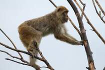 Berberaffe (Macaca sylvanus) versucht durch ste rtteln seine Machtstellung zu untermauern. Zoo Toronto am 13.9.2010.