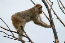 Berberaffe (Macaca sylvanus) versucht durch �ste r�tteln seine Machtstellung zu untermauern. Zoo Toronto am 13.9.2010.