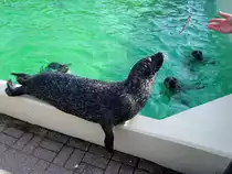 Seehundf�tterung im Deltapark Neeltje-Jans;100901