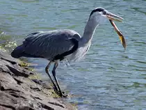 Graureiher(Ardea cinerea), umgangssprachlich Fischreiher verzehrt am Hafen Volendam gen�sslich seine Beute;100904