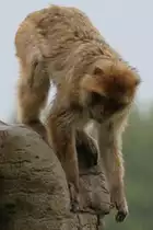 Berberaffe (Macaca sylvanus) beim Klettern. Zoo Toronto am 13.9.2010.