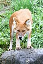 Rothund (Cuon alpinus) am 13.9.2010 im Zoo Toronto. 