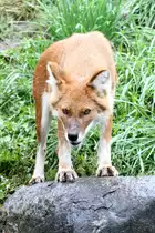 Rothund (Cuon alpinus) am 13.9.2010 im Zoo Toronto. 