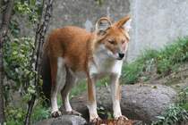 Rothund (Cuon alpinus) am 13.9.2010 im Zoo Toronto. 