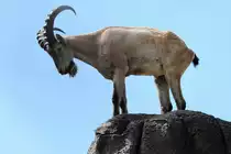 Einer mu� immer den �berblick behalten. Westkaukasische Steinbock (Capra caucasica) am 13.9.2010 im Zoo Toronto.