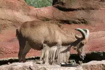 M�hnenspringer (Ammotragus lervia) am 13.9.2010 im Zoo Toronto.