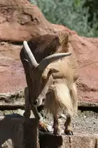 M�hnenspringer (Ammotragus lervia) am 13.9.2010 im Zoo Toronto.