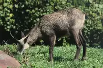 G�mse (Rupicapra rupicapra) am 13.8.2010 im Zoo Toronto.