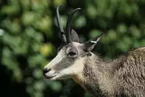 G�mse (Rupicapra rupicapra) am 13.8.2010 im Zoo Toronto.