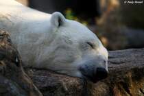 Kleines Schl�fchen.