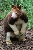 Matschie-Baumk�nguru (Dendrolagus matschiei) am 13.9.2010 im Zoo Toronto.