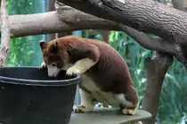 Gibt es schon etwas zu essen? Matschie-Baumk�nguru (Dendrolagus matschiei) am 13.9.2010 im Zoo Toronto.