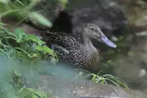 Neuseel�ndische L�ffelente (Anas rhynchotis variegata) am 13.9.2010 im Zoo Toronto.