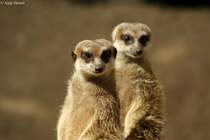 Erdmnnchen auf Ausschau.