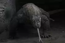 Komodowaran oder Komododrachen (Varanus komodoensis) am 13.9.2010 im Zoo Toronto.
