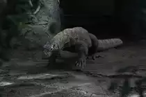 Komodowaran (Varanus komodoensis) am 13.9.2010 im Zoo Toronto.