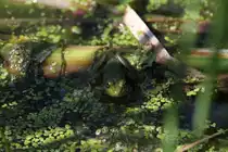 Schreifrosch (Rana clamitans) am 13.9.2010 im Toronto Zoo.
