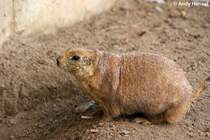 Schwarzschwanz-Pr�riehund.