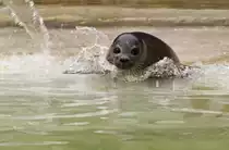 Seehund im Zoo Berlin